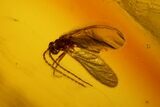 Detailed Fossil Ant (Formicidae) & Fly (Diptera) in Baltic Amber #145392-2